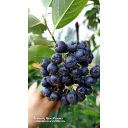 Aronia Berry Doku Kültürü 6 yaş Saksılı 1 metre